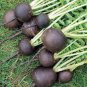 Heirloom Rare Black Small Fruit Radish with White meat 200 seeds