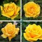 New Yellow Rose Bush Perennial Flower 100 seeds