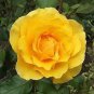New Yellow Rose Bush Perennial Flower 100 seeds