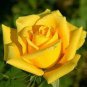 New Yellow Rose Bush Perennial Flower 100 seeds