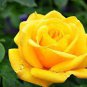 New Yellow Rose Bush Perennial Flower 100 seeds
