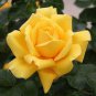 New Yellow Rose Bush Perennial Flower 100 seeds