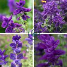 Salvia viridis Rare Clary Sage 60 seeds