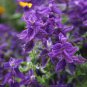Salvia viridis Rare Clary Sage 60 seeds