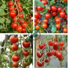 'Renrong' Bright Red Cherry Tomato 40 seeds