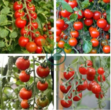 'Renrong' Bright Red Cherry Tomato 40 seeds