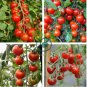 'Renrong' Bright Red Cherry Tomato 40 seeds