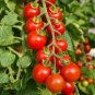 'Renrong' Bright Red Cherry Tomato 40 seeds