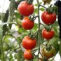 'Renrong' Bright Red Cherry Tomato 40 seeds