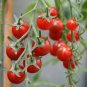 'Renrong' Bright Red Cherry Tomato 40 seeds