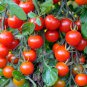 'Renrong' Bright Red Cherry Tomato 40 seeds