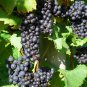 Heirloom 'Little Bee' Black Grape Fruit 30 seeds