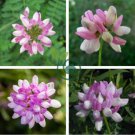 Coronilla Varia Heirloom Bonsai Flowers 100 seeds