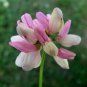 Coronilla Varia Heirloom Bonsai Flowers 100 seeds