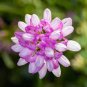 Coronilla Varia Heirloom Bonsai Flowers 100 seeds