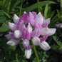 Coronilla Varia Heirloom Bonsai Flowers 100 seeds