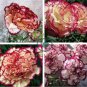 Double Striped Yellow Red Carnation Cut Flower 200 seeds