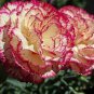 Double Striped Yellow Red Carnation Cut Flower 200 seeds