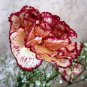 Double Striped Yellow Red Carnation Cut Flower 200 seeds