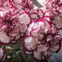 Double Striped Yellow Red Carnation Cut Flower 200 seeds