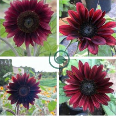 'Black Magic' Almost Black Red Ornamental Sunflowers 30 seeds