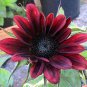 'Black Magic' Almost Black Red Ornamental Sunflowers 30 seeds