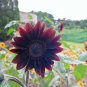 'Black Magic' Almost Black Red Ornamental Sunflowers 30 seeds