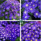 Hybrid F1 Dark Purple Florist's Cineraria (Pericallis hybrida) 80 seeds