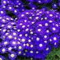 Hybrid F1 Dark Purple Florist's Cineraria (Pericallis hybrida) 80 seeds