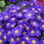 Hybrid F1 Dark Purple Florist's Cineraria (Pericallis hybrida) 80 seeds