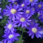 Hybrid F1 Dark Purple Florist's Cineraria (Pericallis hybrida) 80 seeds