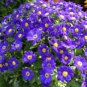 Hybrid F1 Dark Purple Florist's Cineraria (Pericallis hybrida) 80 seeds