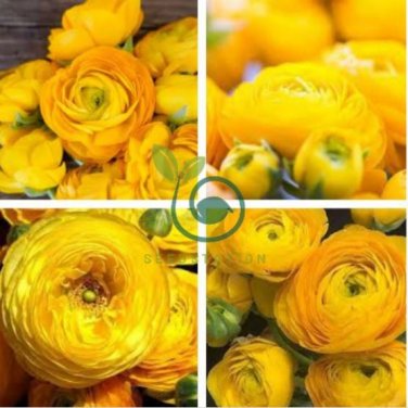 Rare Beautiful Yellow Ranunculus Asiaticus Persian Buttercup Flowers 40 seeds