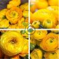 Rare Beautiful Yellow Ranunculus Asiaticus Persian Buttercup Flowers 40 seeds
