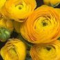 Rare Beautiful Yellow Ranunculus Asiaticus Persian Buttercup Flowers 40 seeds