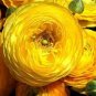Rare Beautiful Yellow Ranunculus Asiaticus Persian Buttercup Flowers 40 seeds