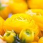 Rare Beautiful Yellow Ranunculus Asiaticus Persian Buttercup Flowers 40 seeds