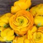 Rare Beautiful Yellow Ranunculus Asiaticus Persian Buttercup Flowers 40 seeds