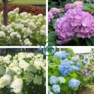 Mixed Beautiful Hydrangea Big Blooming Flowers 30 seeds