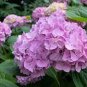 Mixed Beautiful Hydrangea Big Blooming Flowers 30 seeds