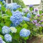 Mixed Beautiful Hydrangea Big Blooming Flowers 30 seeds