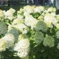 Mixed Beautiful Hydrangea Big Blooming Flowers 30 seeds