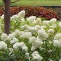 Mixed Beautiful Hydrangea Big Blooming Flowers 30 seeds