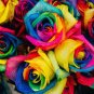 Colorful Rainbow Rose Valentine Lover Flower 100 seeds