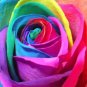 Colorful Rainbow Rose Valentine Lover Flower 100 seeds