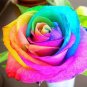 Colorful Rainbow Rose Valentine Lover Flower 100 seeds