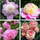 Rare 'Craft Unique Flower' Pink Orange White Peony Plant 10 seeds