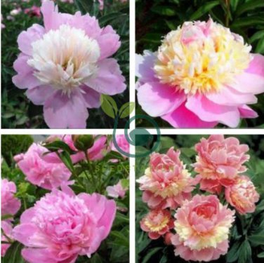 Rare 'Craft Unique Flower' Pink Orange White Peony Plant 10 seeds