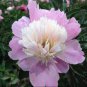 Rare 'Craft Unique Flower' Pink Orange White Peony Plant 10 seeds