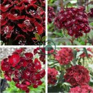 Heirloom Dianthus Dark Red Sweet William Annual Flower 400 seeds